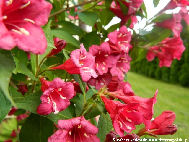 Krzewuszka 'Bristol Ruby' Krzewuszka 'Bristol Ruby'