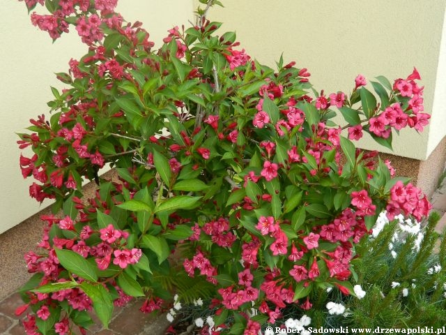 Krzewuszka 'Bristol Ruby' Krzewuszka 'Bristol Ruby'