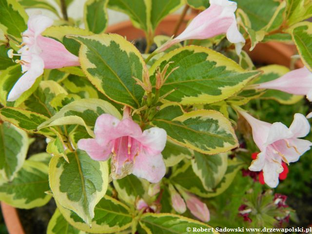Krzewuszka Nana Variegata Krzewuszka Nana Variegata