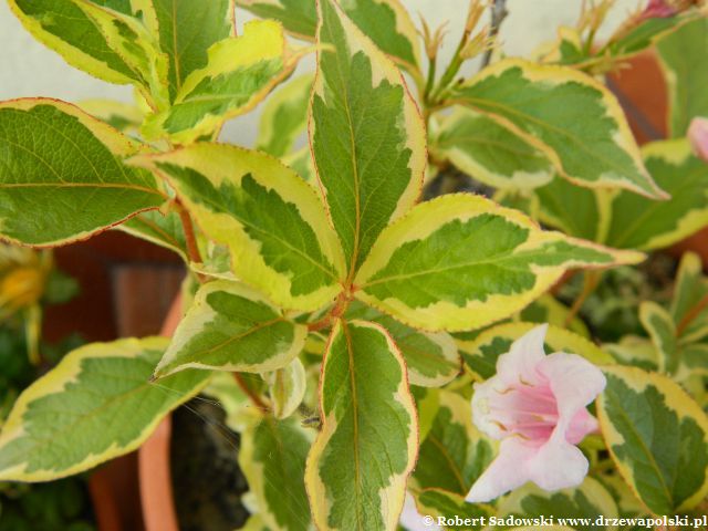 Krzewuszka Nana Variegata Krzewuszka Nana Variegata