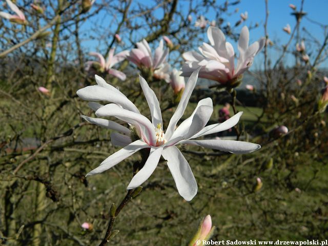 Magnolia gwiaździsta Magnolia gwiaździsta