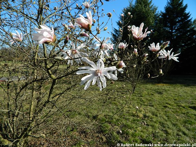 Magnolia gwiaździsta Magnolia gwiaździsta