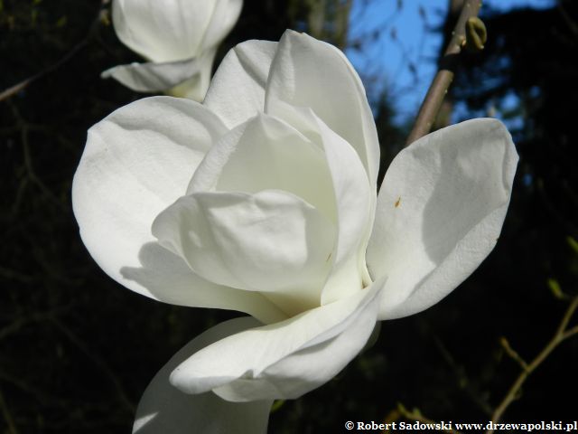 Kwiaty - magnolia naga Kwitnie magnolia naga