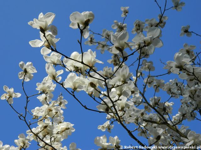 Kwiaty - magnolia naga Kwitnie magnolia naga