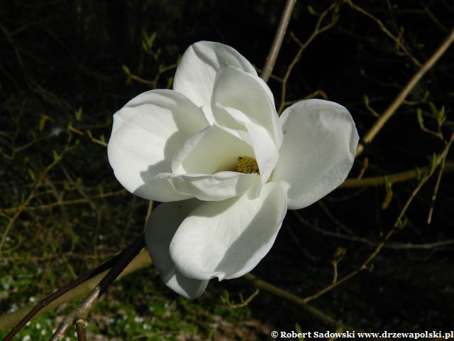 Kwiaty - magnolia naga Kwitnie magnolia naga