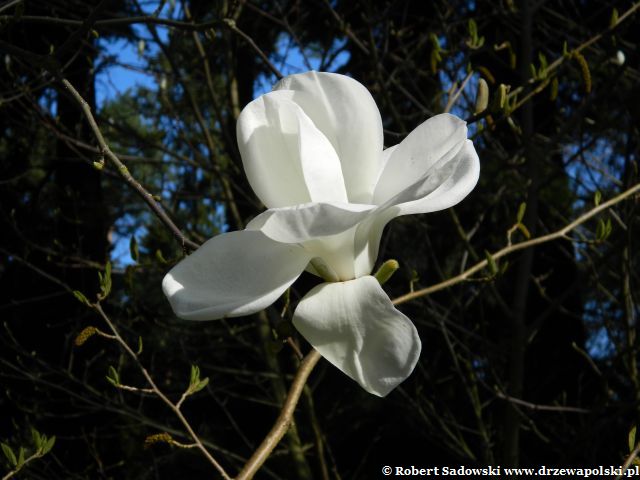 Kwiaty - magnolia naga Kwitnie magnolia naga