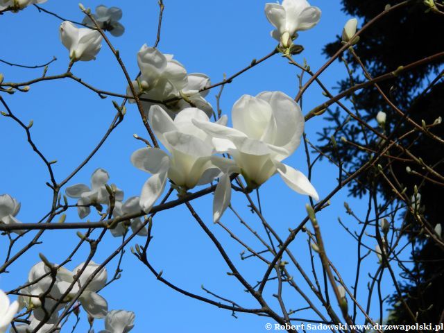 Kwiaty - magnolia naga Kwitnie magnolia naga