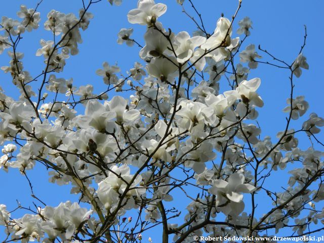 Kwiaty - magnolia naga Kwitnie magnolia naga