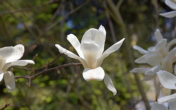 Magnolia naga kwiat