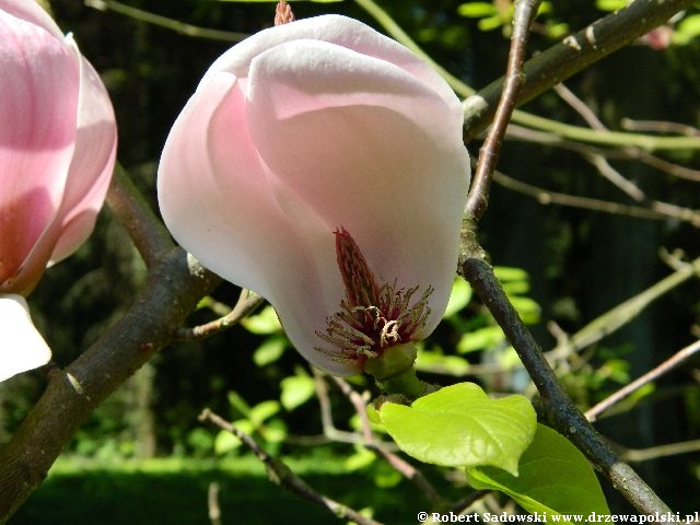 Magnolia 'Peppermint Stick' Kwiaty Magnolia 'Peppermint Stick'