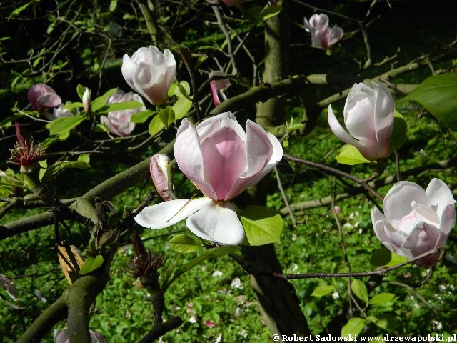 Magnolia 'Peppermint Stick' Kwiaty Magnolia 'Peppermint Stick'