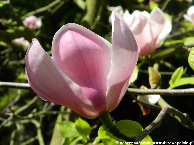 Magnolia 'Peppermint Stick' Kwiaty Magnolia 'Peppermint Stick'