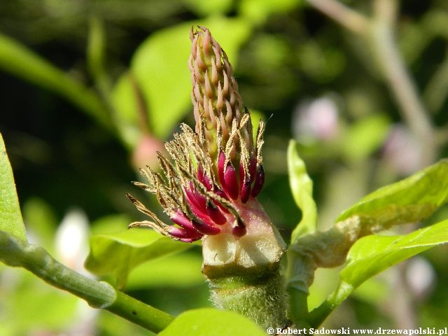Magnolia 'Peppermint Stick' Kwiaty Magnolia 'Peppermint Stick'