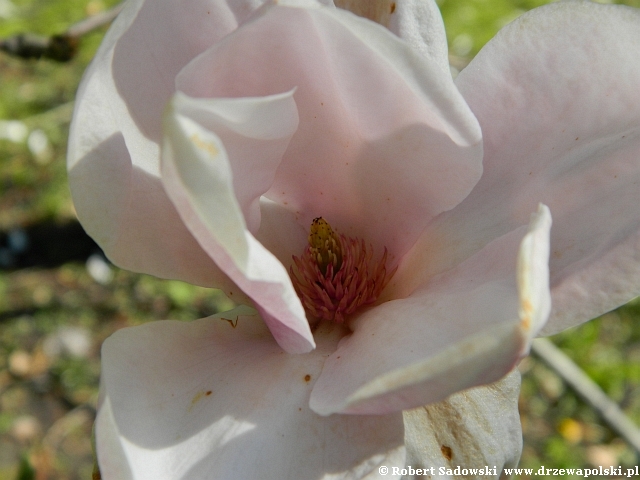 Magnolia pośrednia Lennei Magnolia pośrednia Lennei