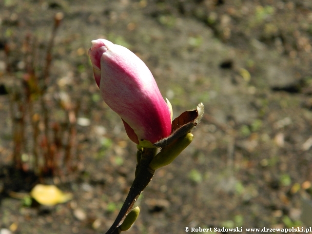 magnolia pośrednia Wine Light magnolia pośrednia Wine Light