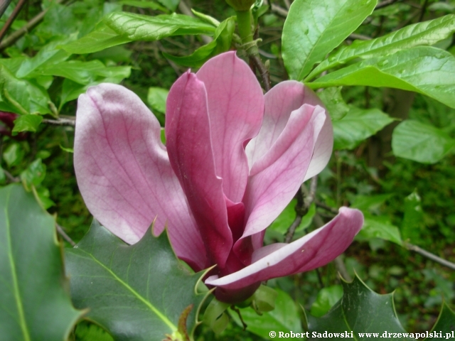 Magnolia purpurowa kwiat