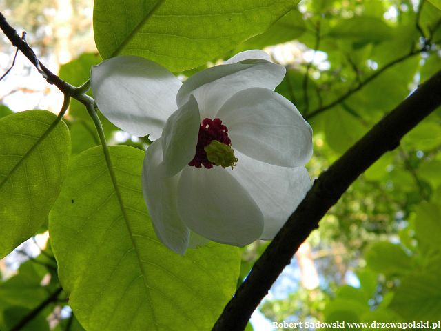 Magnolia Siebolda kwiat