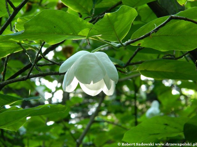 Magnolia Siebolda kwiat