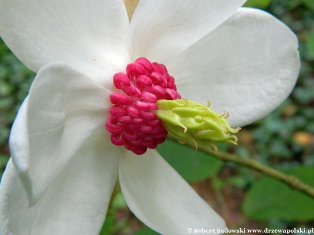 Magnolia Siebolda kwiat