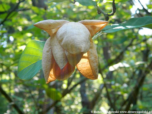 Magnolia Siebolda kwiat