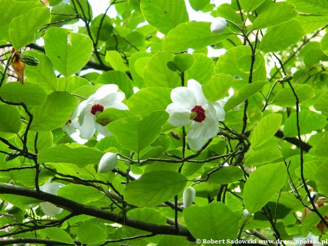 Magnolia Siebolda kwiat