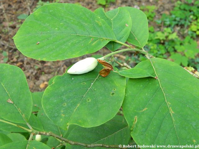 Magnolia Siebolda li¶cie