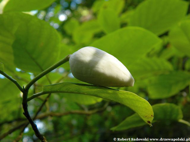 Magnolia Siebolda p±k kwiatowy