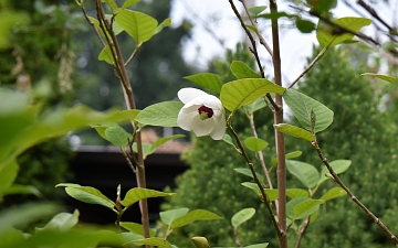 Magnolia Siebolda kwiat