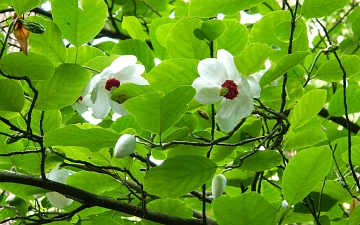 Magnolia Siebolda kwitnienie