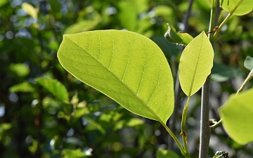 Magnolia Siebolda liść