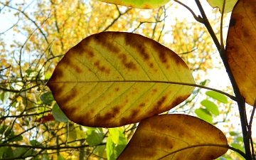 Magnolia Siebolda liść jesienią