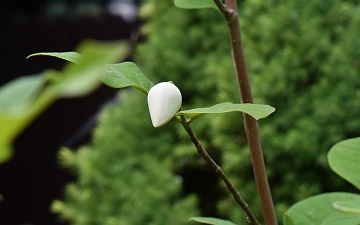 Magnolia Siebolda pąk kwiatowy