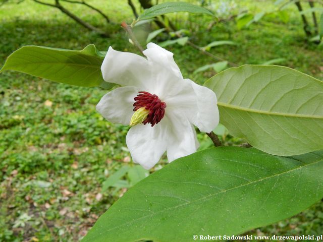 Kwiaty magnolii Wilsona Magnolia Wilsona