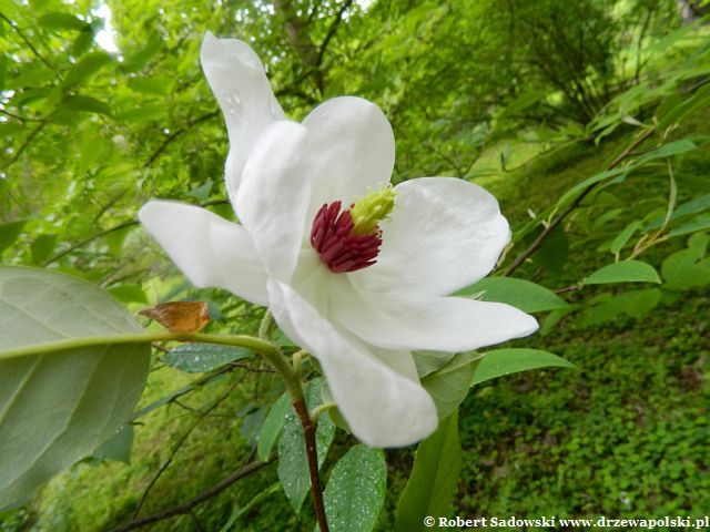 Kwiaty magnolii Wilsona Magnolia Wilsona
