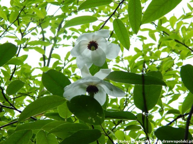 Kwiaty magnolii Wilsona Magnolia Wilsona