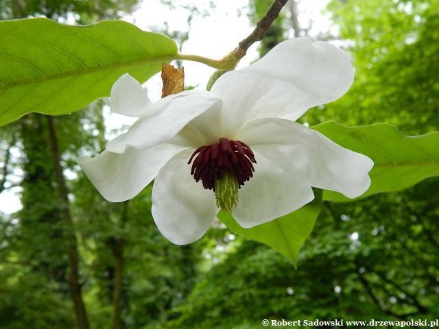 Kwiaty magnolii Wilsona Magnolia Wilsona