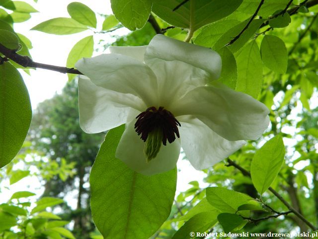 Kwiaty magnolii Wilsona Magnolia Wilsona