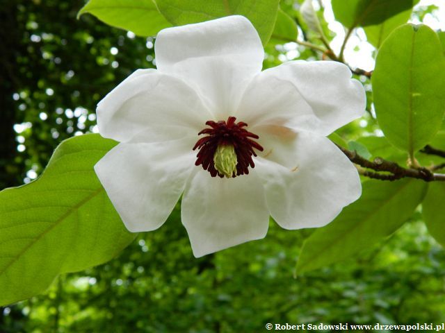 Kwiaty magnolii Wilsona Magnolia Wilsona
