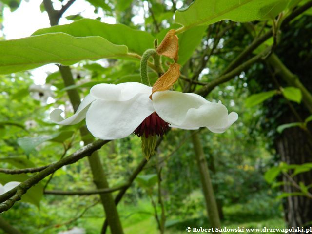 Kwiaty magnolii Wilsona Magnolia Wilsona