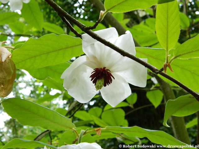 Kwiaty magnolii Wilsona Magnolia Wilsona