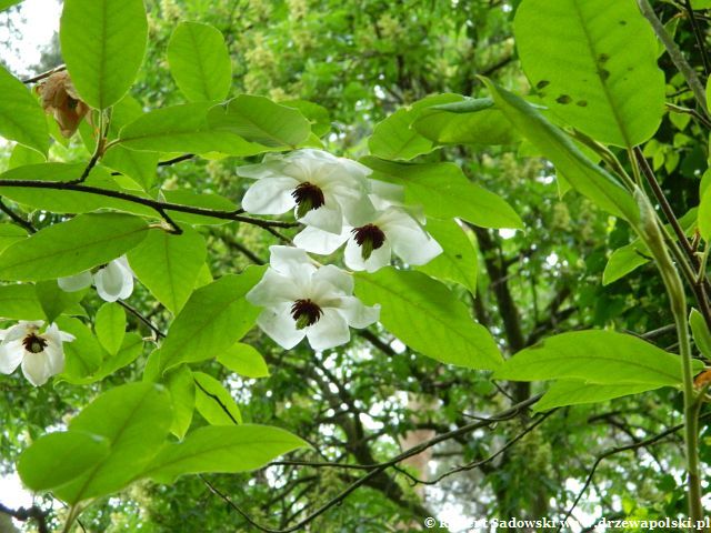 Kwiaty magnolii Wilsona Magnolia Wilsona