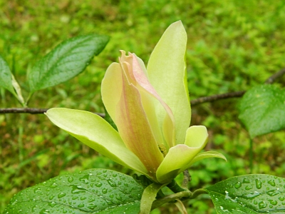Magnolia Stellar Acclaim kwiat