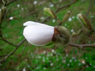 Magnolia gwiaździsta pąk