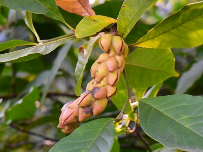 Magnolia purpurowa owoc