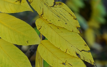 Orzech mandżurski listek jesienią