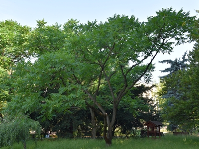 Orzech ajlantolistny pokrój drzewa