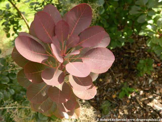 Perukowiec podolski 'Purpureus' Perukowiec podolski 'Purpureus'