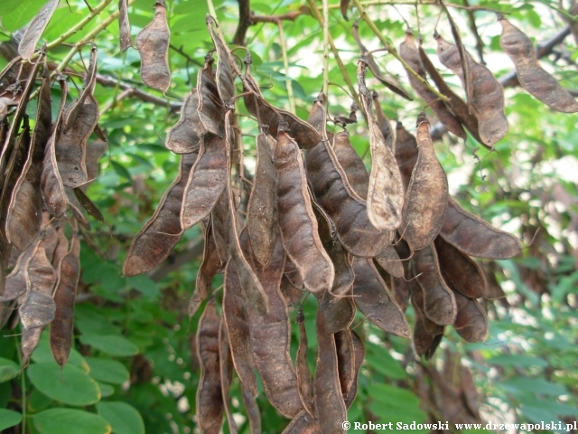 Robinia biała Robinia biała
