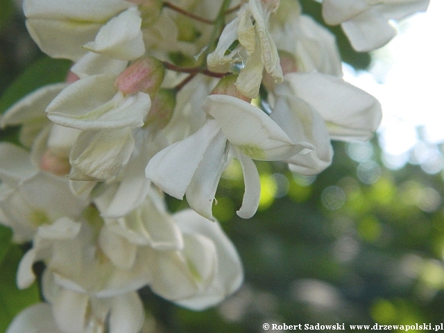 Robinia biała Robinia biała