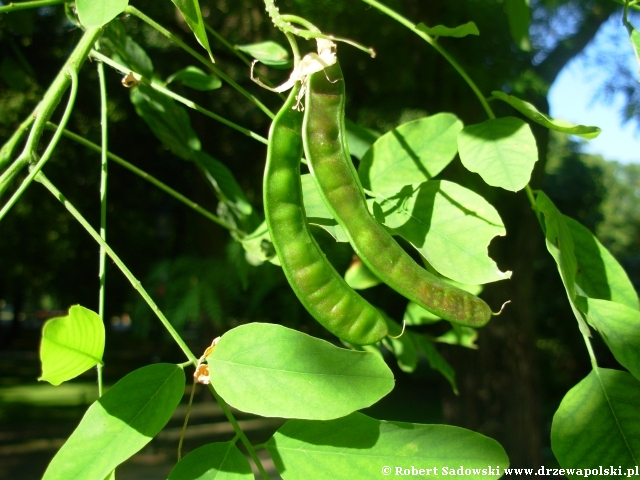 Robinia biała Robinia biała